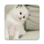 cat wallpapers android application logo